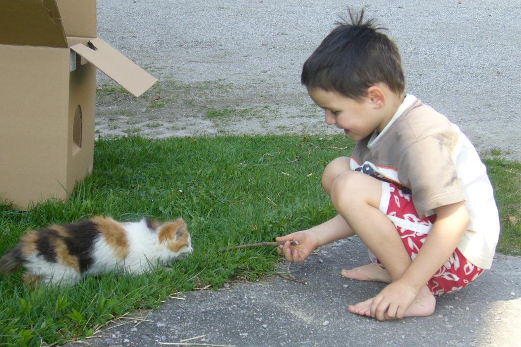 kainzenhof-katze-spielen