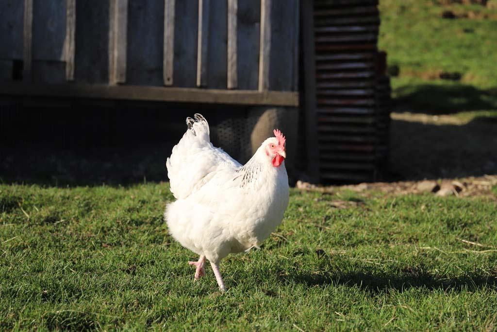 schleipfnerhof-chiemsee-huhn-liesl