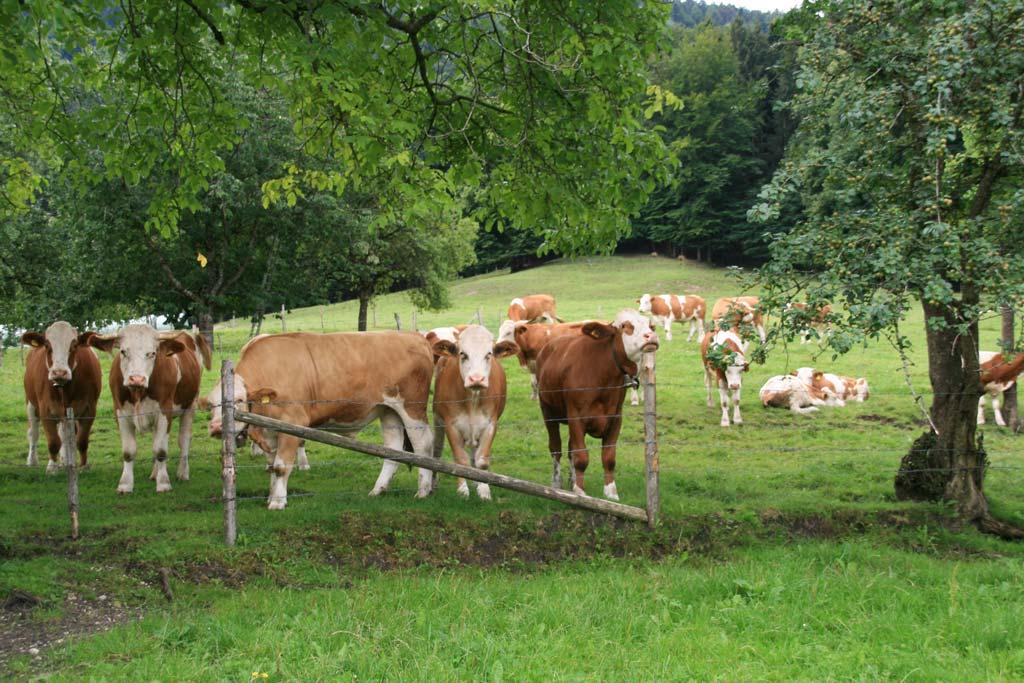 schleipfnerhof-chiemsee-ochsen-weide