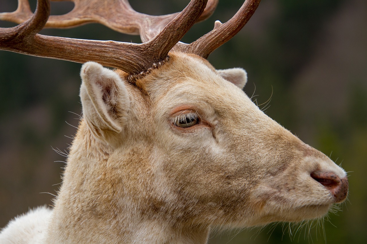 BergTierPark Blindham